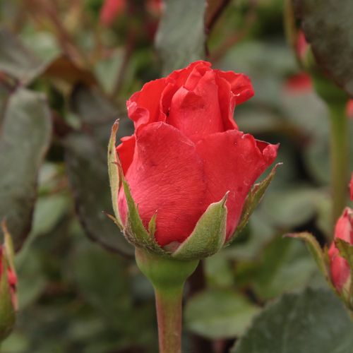Rosa  Clarita™ - czerwony  - Róże pienne - z kwiatami hybrydowo herbacianymi - korona równomiernie ukształtowana